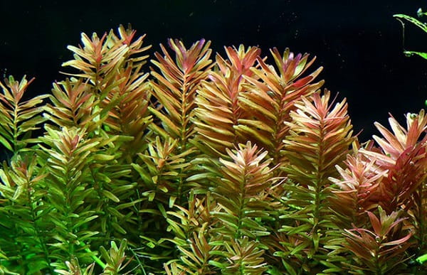 Rotala rotundifolia koszyk xxl roślina do akwarium